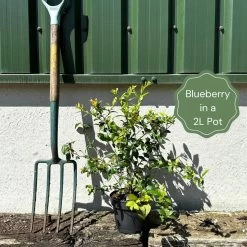 All Season Blueberry Plants Collection -Outdoor Plant Store example blueberry 38af3195 ee9d 4a29 a7ae 0ee274be70e6