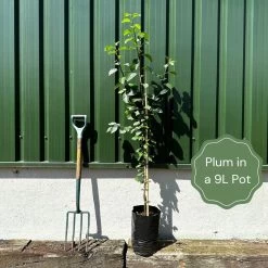 Farleigh Damson Tree -Outdoor Plant Store example plum 38a142e6 cb36 4b15 bdf6 5ffb5134fa5e