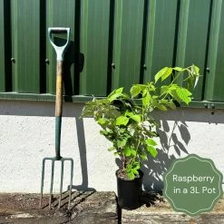 'King James' Mulberry Tree | Morus Nigra -Outdoor Plant Store example raspberry fa55bdbb 19cc 4c61 9876 a6d01aec7d28
