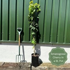Flagpole Cherry Blossom Tree | Prunus Amanogawa -Outdoor Plant Store exampleamanogawa
