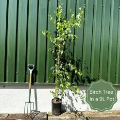 Weeping Silver Birch Tree | Betula Pendula Youngii -Outdoor Plant Store examplebirch 740e6af7 6a3b 4195 8447 88ef12309948