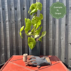 'Crimson Seedless' Outdoor Grape Vine -Outdoor Plant Store examplegrape 5062dac4 fb70 4f88 b082 e63ce99495d7
