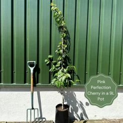 Pink Perfection Cherry Blossom Tree -Outdoor Plant Store examplepinkperfection