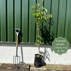 Single Stem Tibetan Cherry Tree | Prunus Serrula -Outdoor Plant Store exampleuprightcherry 440d423e e67f 4ccc 8d09 16856d2fcb91