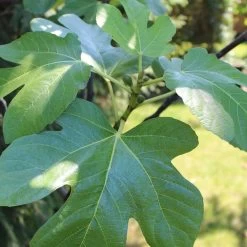 UK Hardy Fig Tree | 'Brown Turkey' 11 UK Hardy Fig Tree | 'Brown Turkey' -Outdoor Plant Store figleaves