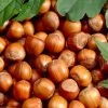 'Cosford' Cobnut Tree | Corylus Avellana -Outdoor Plant Store filbert 1
