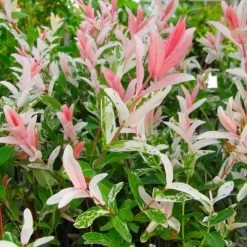 Flamingo Willow Tree | Salix Integra Hakuro Nishiki -Outdoor Plant Store flamingo willow pink