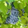 'Boskoop Glory' Seedless Outdoor Grape Vine -Outdoor Plant Store fru0072 5