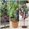 Award Winning Patio Fruit Tree Collection | Cherry, Pear & Plum | Growers' Choice -Outdoor Plant Store fruit collection