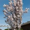 White Columnar Cherry Blossom Tree | Prunus 'Spire' -Outdoor Plant Store gaar00399 spire