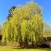 Golden Weeping Willow Tree | Salix Chrysocoma -Outdoor Plant Store golden weeping willows