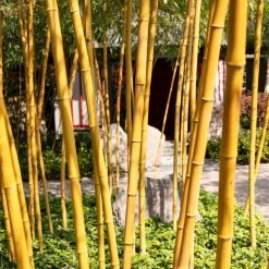 Outdoor Plant Store -Outdoor Plant Store goldenbamboo 3