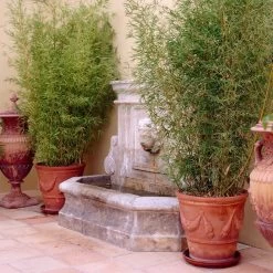 Golden Bamboo | Phyllostachys Aurea -Outdoor Plant Store goldenbamboo 5