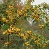 'Golden Hornet' Crabapple Tree 2 'Golden Hornet' Crabapple Tree -Outdoor Plant Store goldenhornet