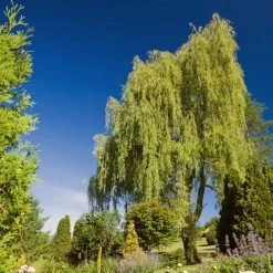 Golden Weeping Willow Tree | Salix Chrysocoma -Outdoor Plant Store goldenweeping1