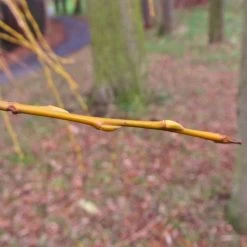 Golden Weeping Willow Tree | Salix Chrysocoma -Outdoor Plant Store goldenweepingbranch