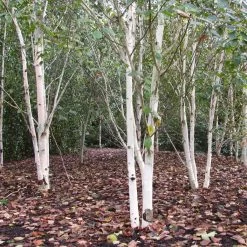 Himalayan Birch Tree | Betula Utilis Jacquemontii -Outdoor Plant Store himalayangroup