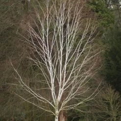 Himalayan Birch Tree | Betula Utilis Jacquemontii -Outdoor Plant Store himalayanwinter
