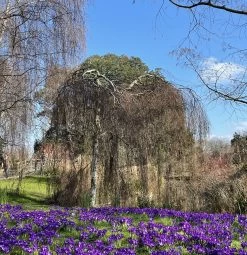 Weeping Silver Birch Tree | Betula Pendula Youngii -Outdoor Plant Store image