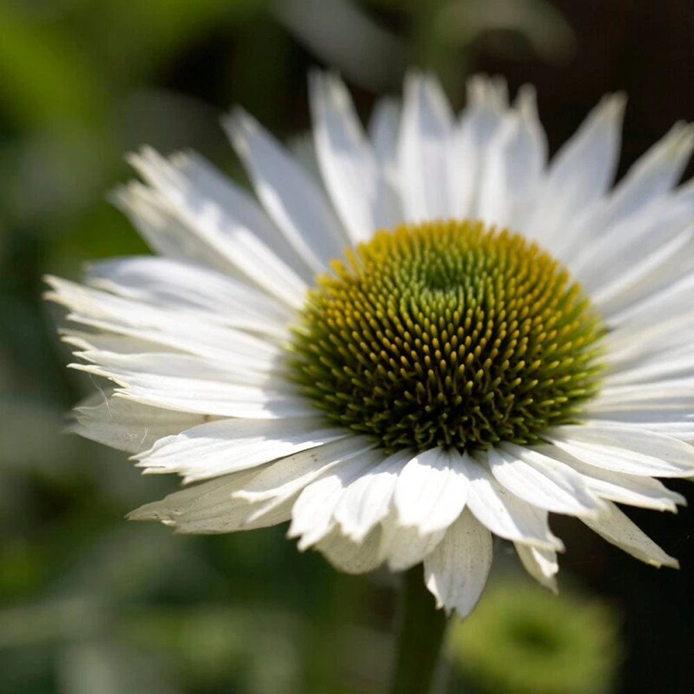 Echinacea 'SunSeekers White Perfection' 3 Echinacea 'SunSeekers White Perfection'