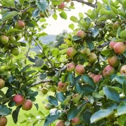 'Kidd's Orange Pippin' Apple Tree -Outdoor Plant Store kiddsorange 2