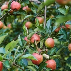 'Kidd's Orange Pippin' Apple Tree -Outdoor Plant Store kiddsorange 3