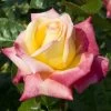 'Love And Peace' Hybrid Tea Rose -Outdoor Plant Store lage00913 love peace