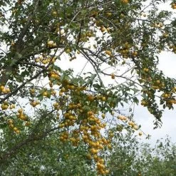 Mirabelle De Nancy Plum Tree -Outdoor Plant Store mirabelle de nancy trees