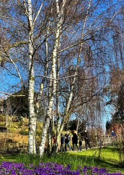 Silver Birch Tree | Betula Pendula -Outdoor Plant Store new silver birch2