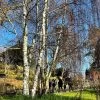 Silver Birch Tree | Betula Pendula 2 Silver Birch Tree | Betula Pendula -Outdoor Plant Store new silver birch2 d715810e 9dad 4384 9c3b 56385588c32a
