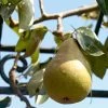 'Onward' Pear Tree -Outdoor Plant Store onward 1