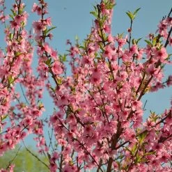 Peregrine Peach Tree -Outdoor Plant Store peach add1