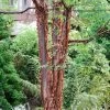 Paperbark Maple Tree | Acer Griseum 1 Paperbark Maple Tree | Acer Griseum -Outdoor Plant Store phbe04468