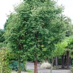 Paperbark Maple Tree | Acer Griseum -Outdoor Plant Store phbe04469