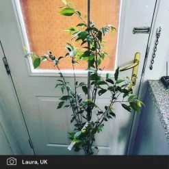 Pink Winter Flowering Cherry Tree | Prunus X Subhirtella 'Autumnalis Rosea' 10 Pink Winter Flowering Cherry Tree | Prunus X Subhirtella 'Autumnalis Rosea' -Outdoor Plant Store pink winter flower