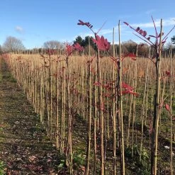 Pink Pagoda Rowan Tree | Sorbus Hupehensis -Outdoor Plant Store pinkpagodarowan