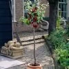 Victoria Patio Plum Tree -Outdoor Plant Store plumtreepotted c8e29533 c970 4ca2 9f2a 3b241e8b71f7