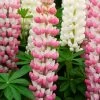 Lupin West Country Rachel De Thame -Outdoor Plant Store racheldethame 1