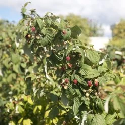 Award Winning Raspberry Canes | Growers' Choice -Outdoor Plant Store raspberrybush