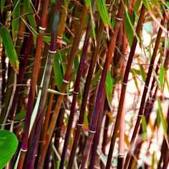 Red Bamboo | Fargesia Scabrida 'Asian Wonder'