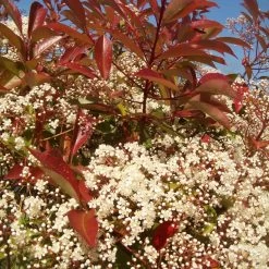 Photinia 'Red Robin' 17 Photinia 'Red Robin' -Outdoor Plant Store redrobin3