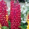 Lupin West Country Red Rum -Outdoor Plant Store redrum 2 1