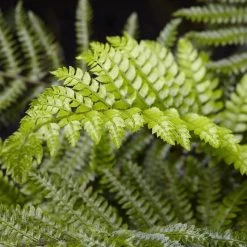 Tassel Fern | Polystichum Polyblepharum -Outdoor Plant Store rera04496v2