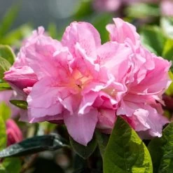 Best Flowering Shrubs -Outdoor Plant Store rhodo2