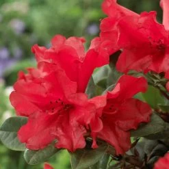 Best Shrubs For Shade -Outdoor Plant Store rhodo de806ad1 c6ba 4cd2 9c93 a143f6486098