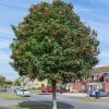 Mountain Ash Rowan Tree | Sorbus Aucuparia -Outdoor Plant Store rowan 1