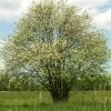 Multi-Stem Mountain Ash Rowan Tree | Sorbus Aucuparia -Outdoor Plant Store rowanmultistem 1