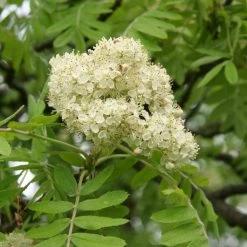 Multi-Stem Mountain Ash Rowan Tree | Sorbus Aucuparia -Outdoor Plant Store rowanmultistem 3