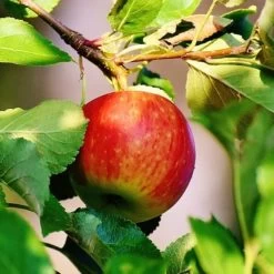 Scrumptious® Apple Tree -Outdoor Plant Store scrumptiousapple