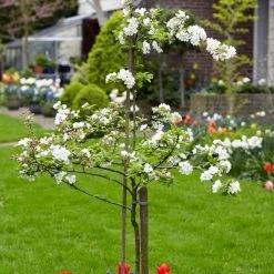 Scrumptious® Apple Tree -Outdoor Plant Store scrumptiousblossom